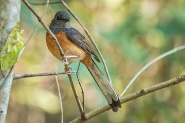 White rumped Shama