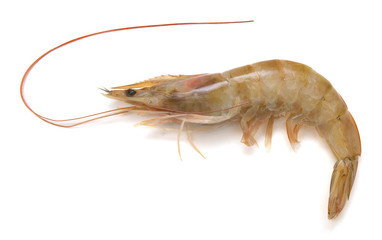 Shrimp on white background.