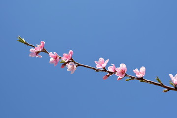 Flowering peach tree