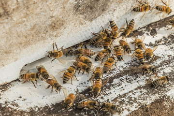 bees flying back in hive after a harvest period