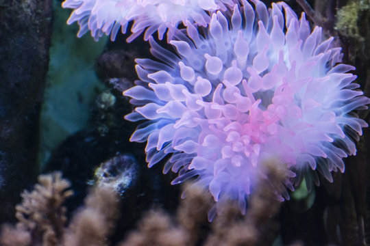 An anemone with shining tentacles.