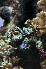 Naklejka na ściany i meble Live sea coral under water.
