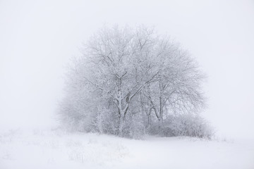 snowy winter landscape with tree in haze