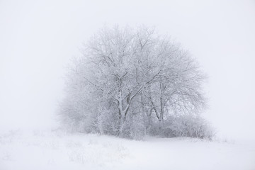 Fototapeta na wymiar snowy winter landscape with tree in haze