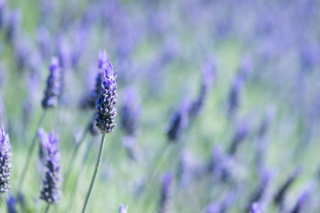 Detail of Lavandula flowering