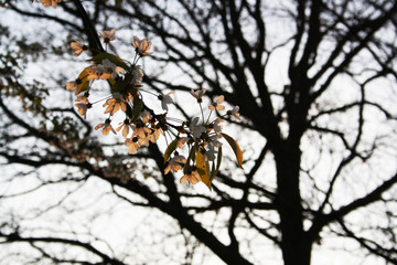 Kirschblüte