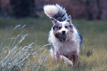 photo de chien (berger australien) qui court dans l'herbe avec une pomme de pin dans la gueule