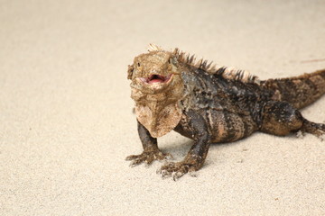 Smiling iguana portrait closeup with sandy background. Costa rica.