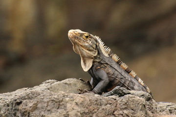 Iguana portrait profile on a rock.