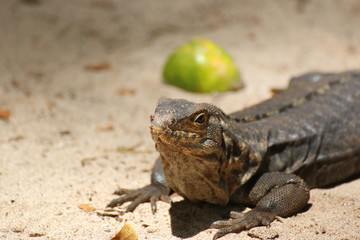Iguana portrait closeup with sandy background. Costa rica.
