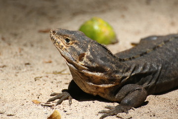 Iguana portrait closeup with sandy background. Costa rica.