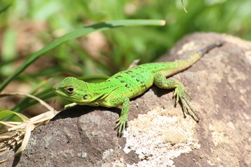 Naklejka na ściany i meble Neotropical Green Anole (Anolis biporcatus), green lizard on a rock, portrait close up, in Tortuguero National Park, Costa Rica.
