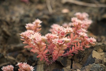 Beautiful wild flowers growing between stones