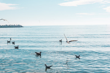 Fototapeta na wymiar Winter idyls, swans and seagulls on the seashore. Sun bears in crystal clear salty waters.