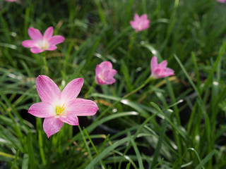 Fototapeta premium Pink Rain Lily Flowers Blooming
