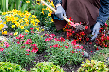 Woman cares about  flowers in the flower garden, horticulture and the flower planting concept