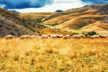 Sheep on the plains of Mavrovo national park, Macedonia