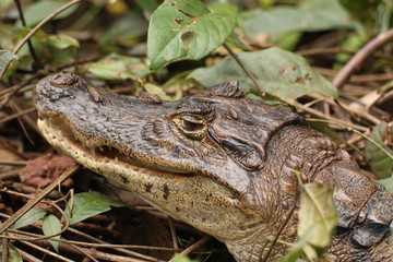 Caiman  (Caiman crocodilus) close up portrait, Costa Rica.