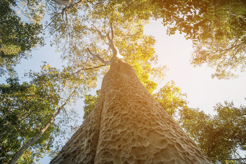 Looking up the trunk of a giant rainforest tree to the canopy,