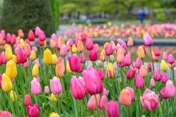 Spring tulip field in garden, Amsterdam, Netherlands