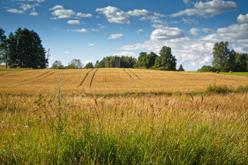 Fototapeta premium sezon letni
