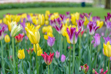 Spring tulip field in garden, Amsterdam, Netherlands