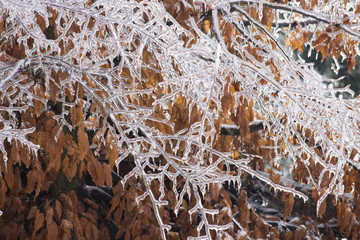 Frozen Tree,Leaves and Flowers on Ice Storm