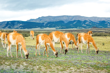 Guanaco lamas in national park Torres del Paine mountains, Patagonia, Chile, South America
