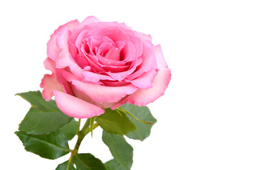 Pink rose, mother day flower