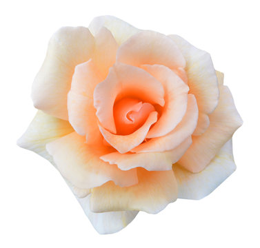 Orange rose isolated on white background cutout