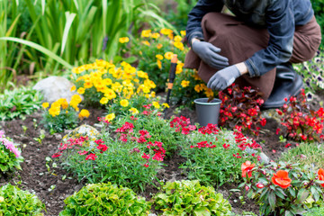 Woman cares about  flowers in the flower garden, horticulture and the flower planting concept