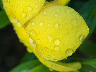 Side View of Rain Drops Perched on Yellow Allamanda Petal Flower