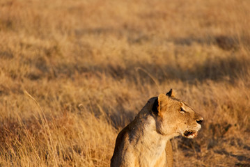 Portrait of a Lioness in Tsavo West National Park, Kenya