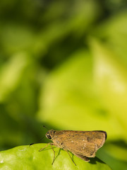 Moth is on The Betel Leaf