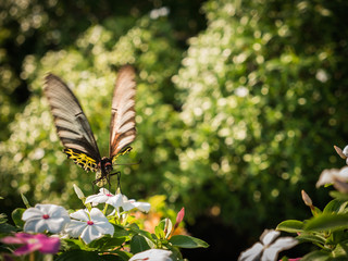 Giant Butterfly Sucking Nectar from Flower