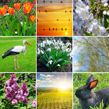 Spring collage. Flowering flowers, trees and migratory birds.