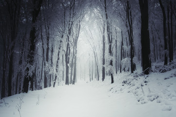 road through winter forest, fantasy landscape
