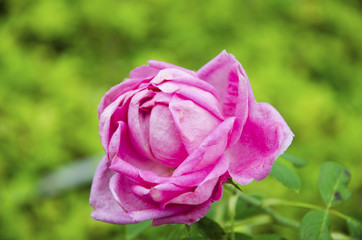 Pink roses on Valentine's Day