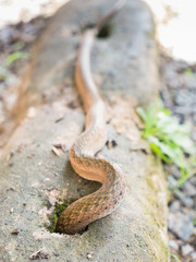 Brown Snake down The Hole