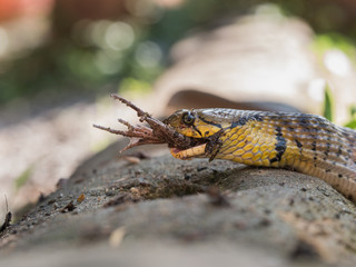 Brown Snake Eating a Little Frog