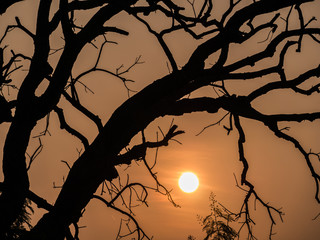 Mango Tree without Leaves behind The Sunrise