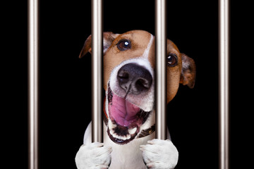 criminal dog behind bars in police station, jail prison, or shelter  for bad behavior