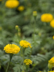 Side View of Calendula Blooming