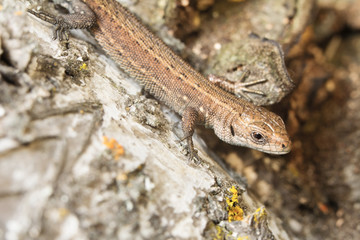 Sound sleep. To be basked in the sun. The lizard is basked in the sun. Tranquillity. Крепкий сон. Греться на солнце. Ящерица греется на солнце . Спокойствие