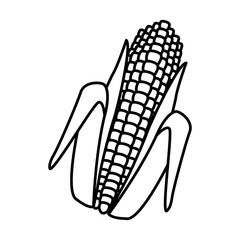 Fresh corn isolated icon vector illustration graphic design