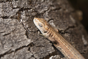 Sound sleep. To be basked in the sun. The lizard is basked in the sun. Tranquillity. Крепкий сон. Греться на солнце. Ящерица греется на солнце . Спокойствие