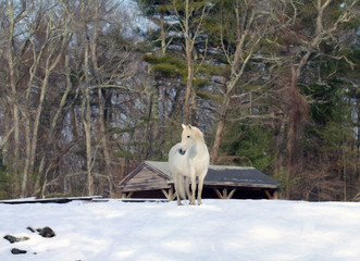 Andalusian Horse In Front of Her Run-In Shed 