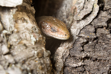 Sound sleep. To be basked in the sun. The lizard is basked in the sun. Tranquillity. Крепкий сон. Греться на солнце. Ящерица греется на солнце . Спокойствие