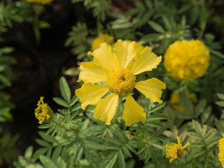 Marigold Blooming in The Field