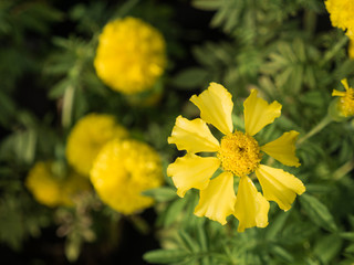 Marigold Blooming in The Field